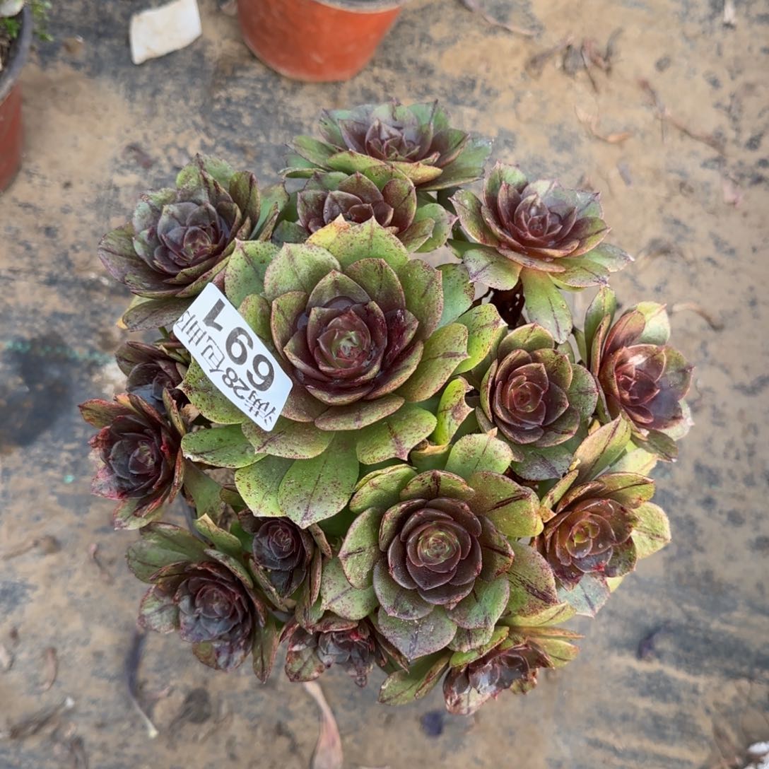 万拉丝多肉691满28包邮断枝不包