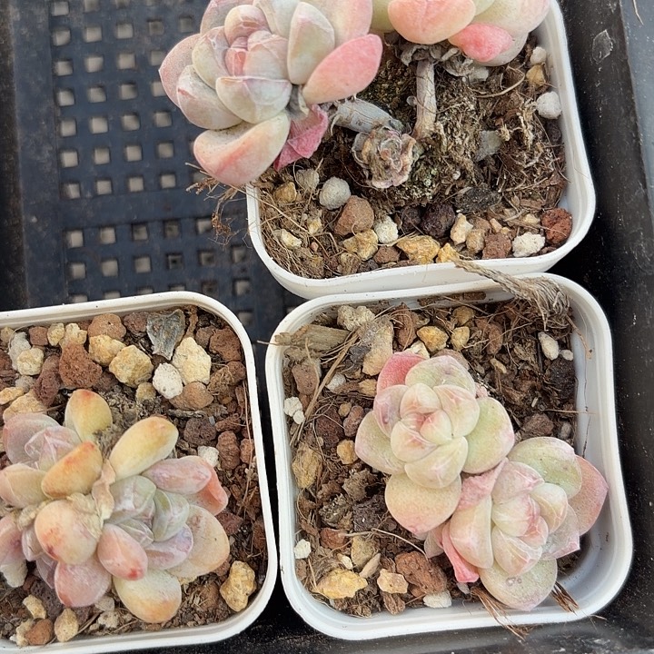 134 号到手1框一物一拍