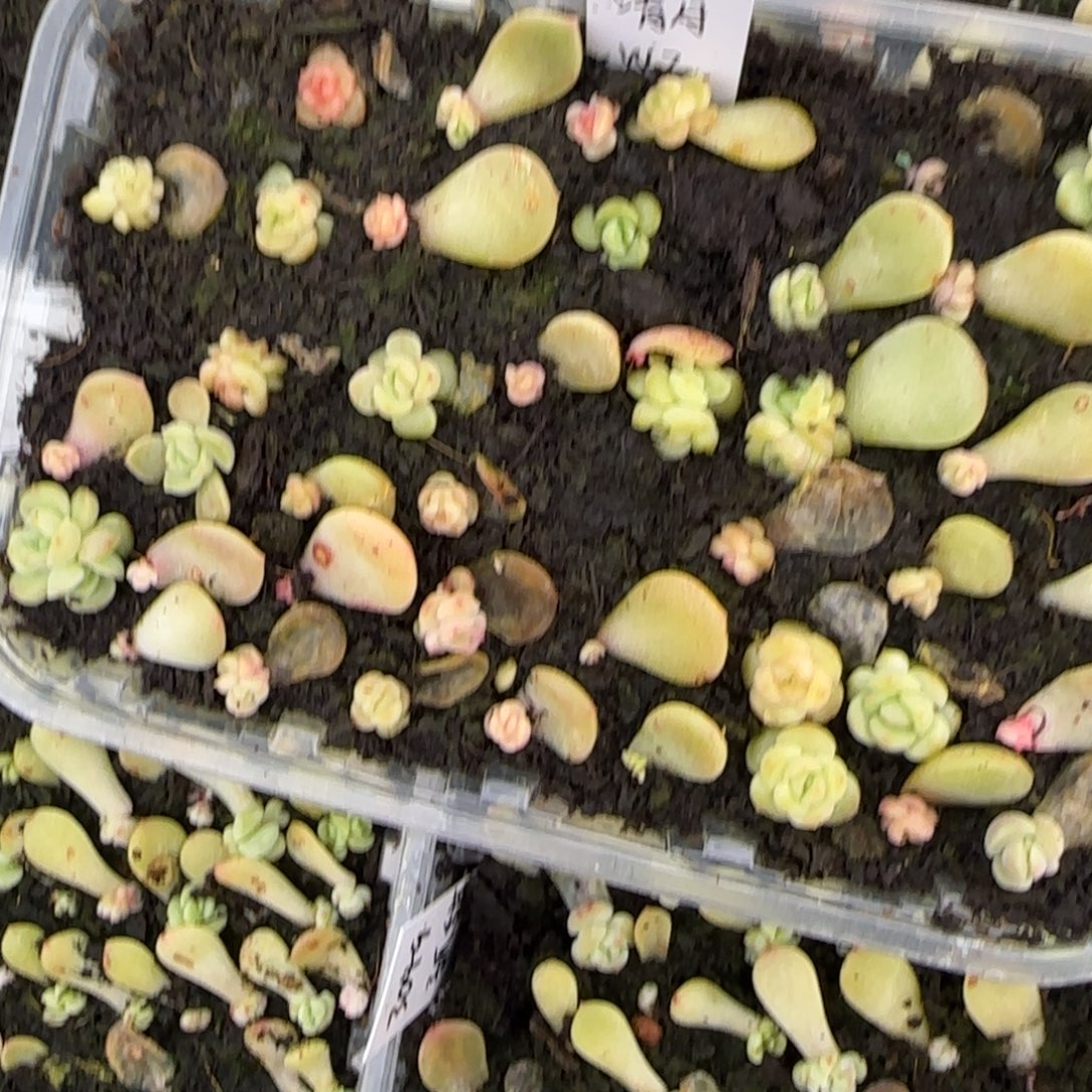 清月芝麻穴一个满25包邮