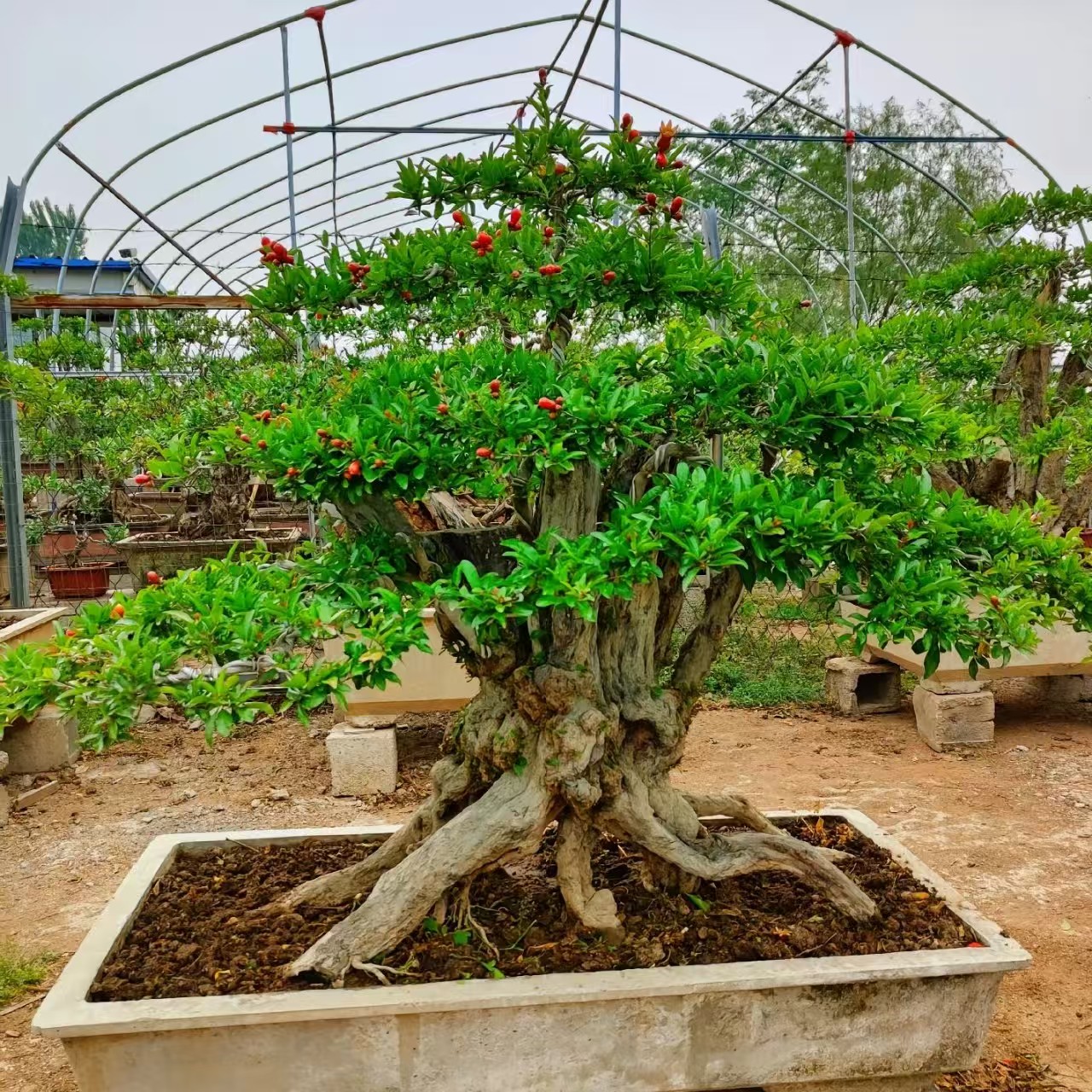 榴县令石榴老桩盆景适合庭院室内外阳台栽种观赏绿植景观树