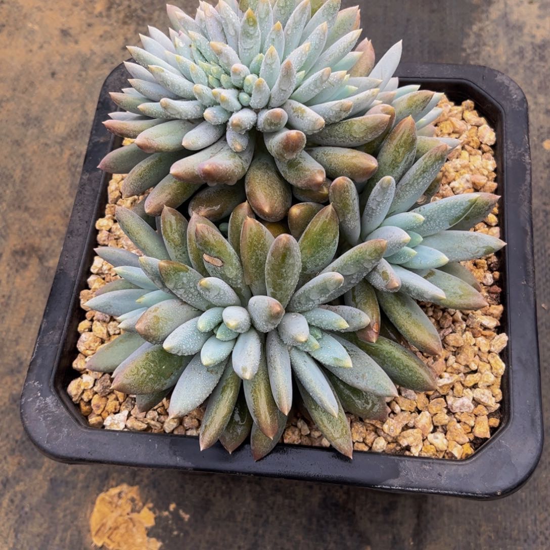 E****M多肉植物多肉植物多肉