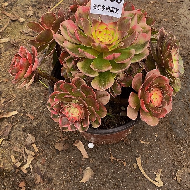 多肉植物荔枝656多肉