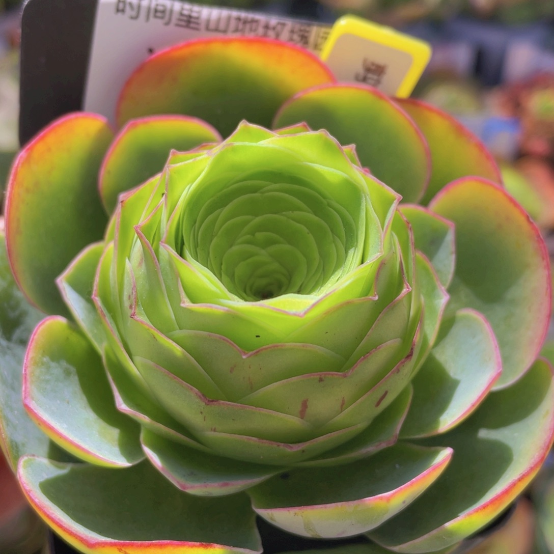 剪影玫瑰一物一拍457