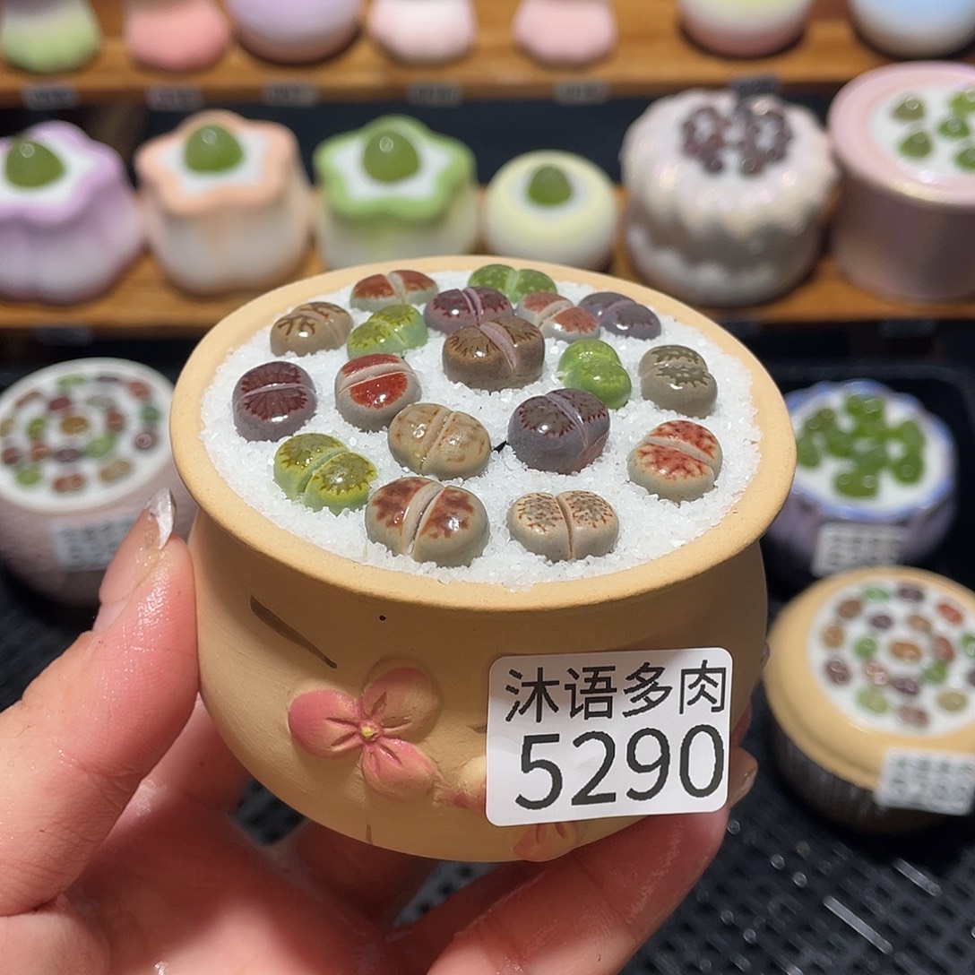 带盆土植物 一物一拍5290