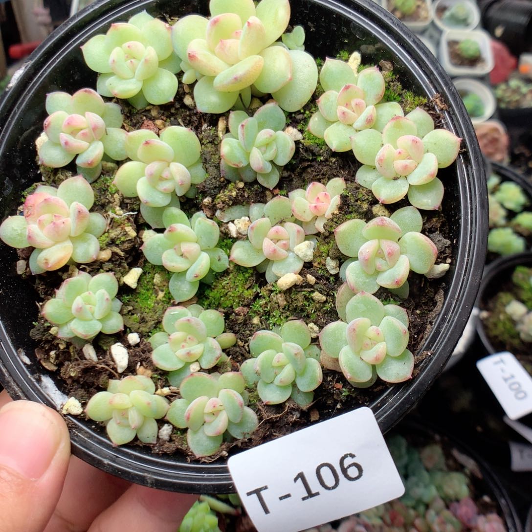 无花朵T106英语英语