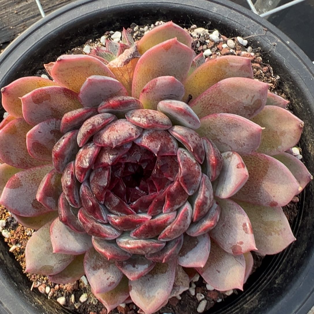 伊*5076肉肉肉肉肉肉肉肉