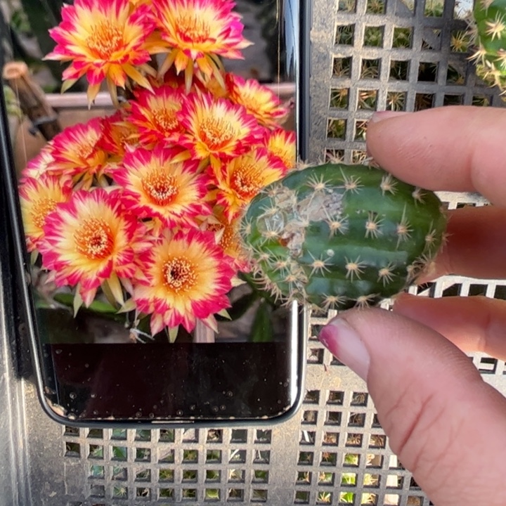 6丽花98虫咬歪无根侧芽2一3公分左右20包邮
