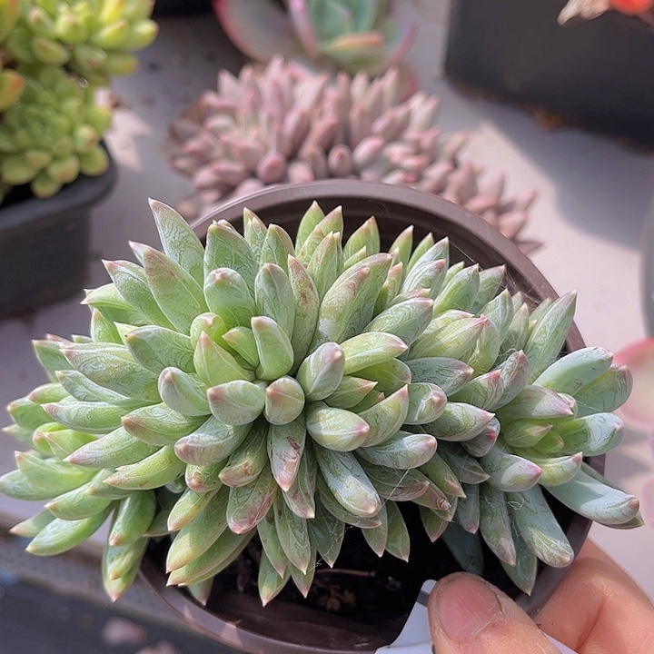 炫彩星朵朵缀2713多肉植物