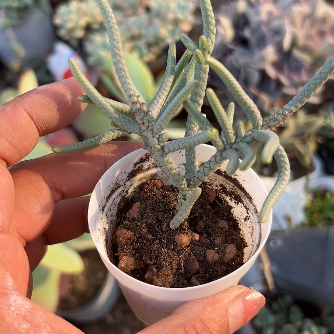 多肉植物多肉的植物