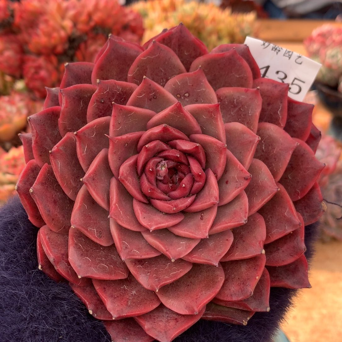 6435新年快乐发发发