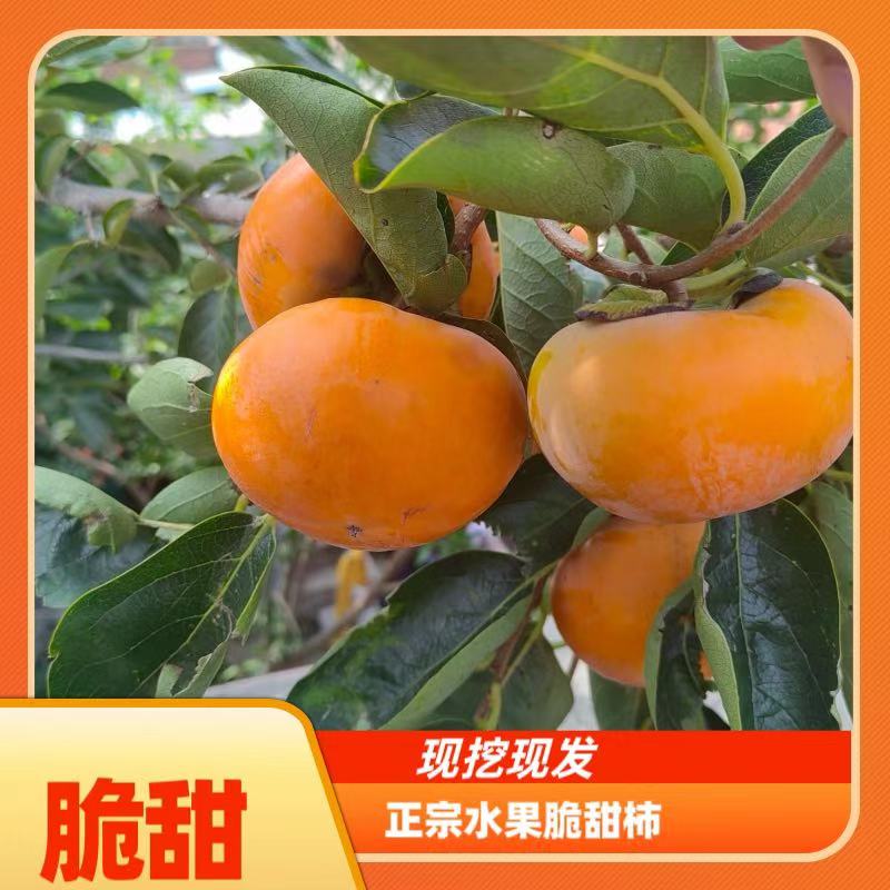 柿子树苗脆甜柿子软柿子阳丰太秋火晶基地直发现挖现发