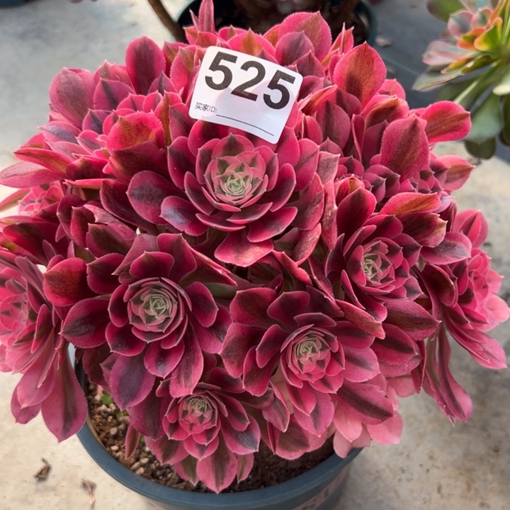 青**夏525女巫20厘米左右