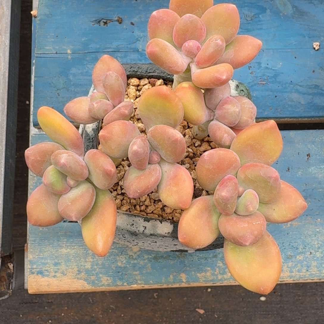 Kk美人老桩一物一拍