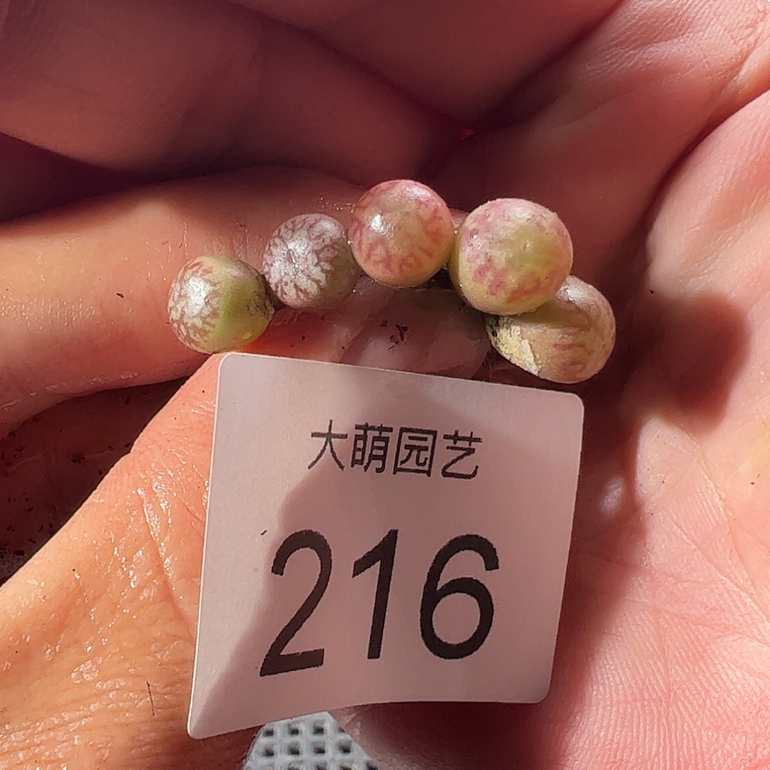 一物一拍。      216