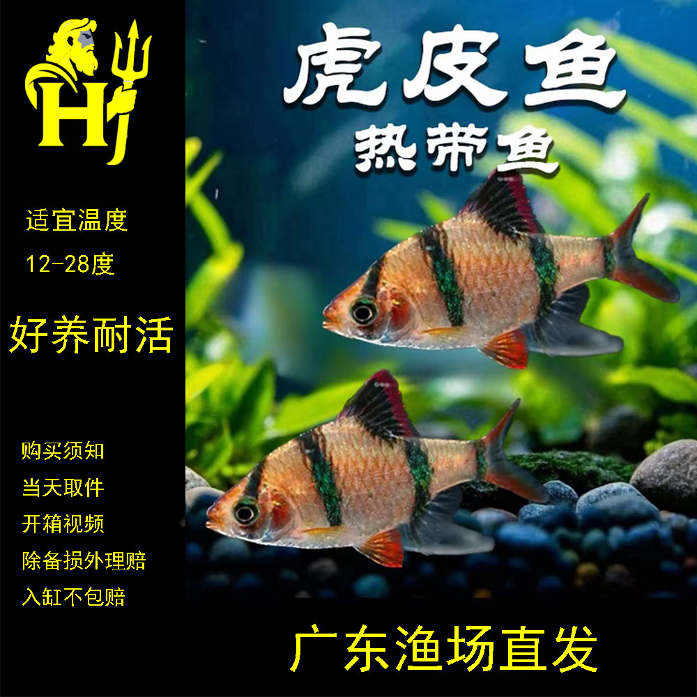 【虎皮鱼3-5厘米】虎鱼淡水观赏鱼热带观赏鱼新手好养耐活