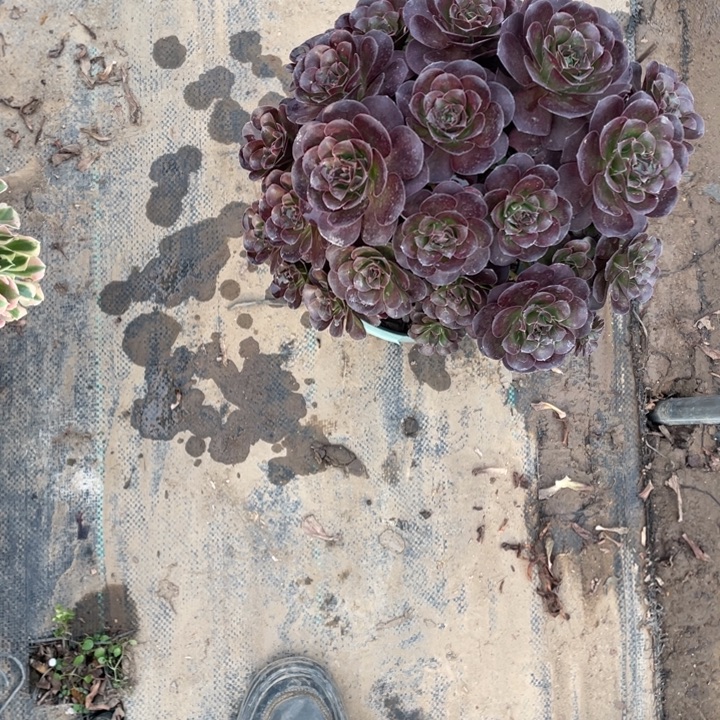 10魅金多肉的多肉