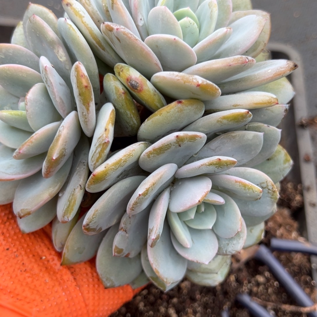 妮***zhucanjulikjikajkjjl