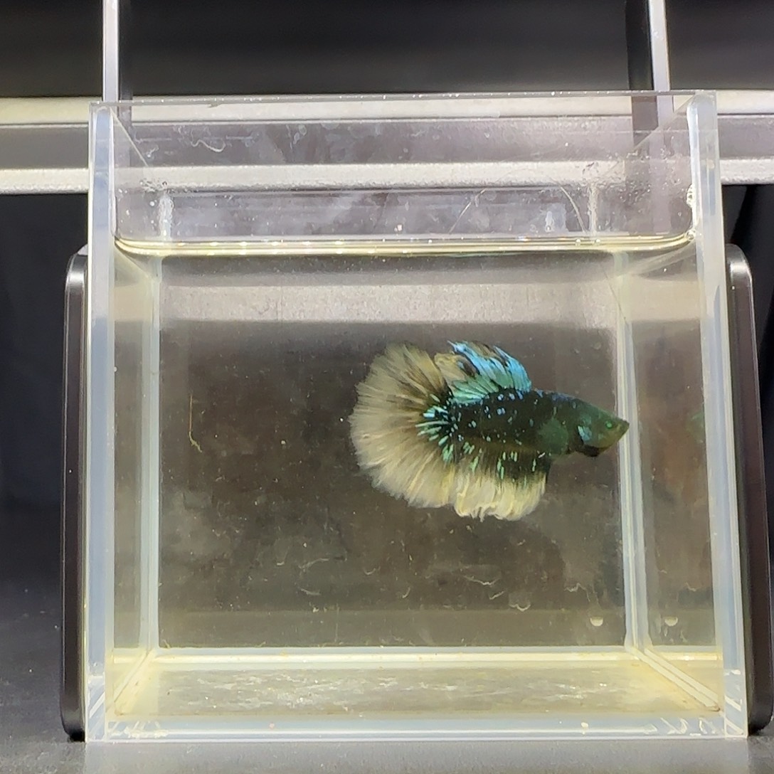 竞拍十二月十三日