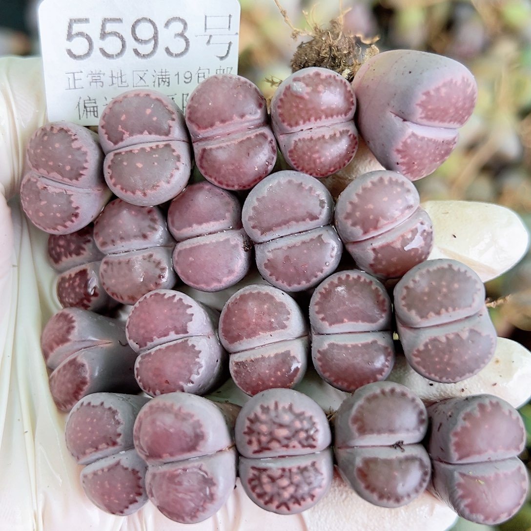 5593 好养易活生石花大母本20个1.5cn左右