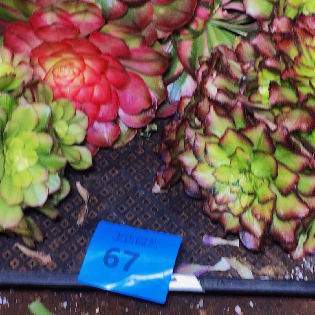 上古园艺多肉法师67