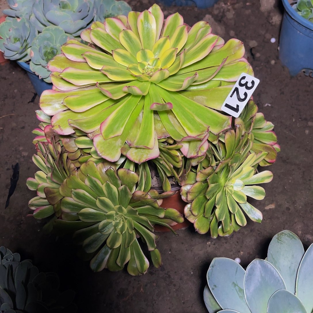 法师法师15/12包邮法师