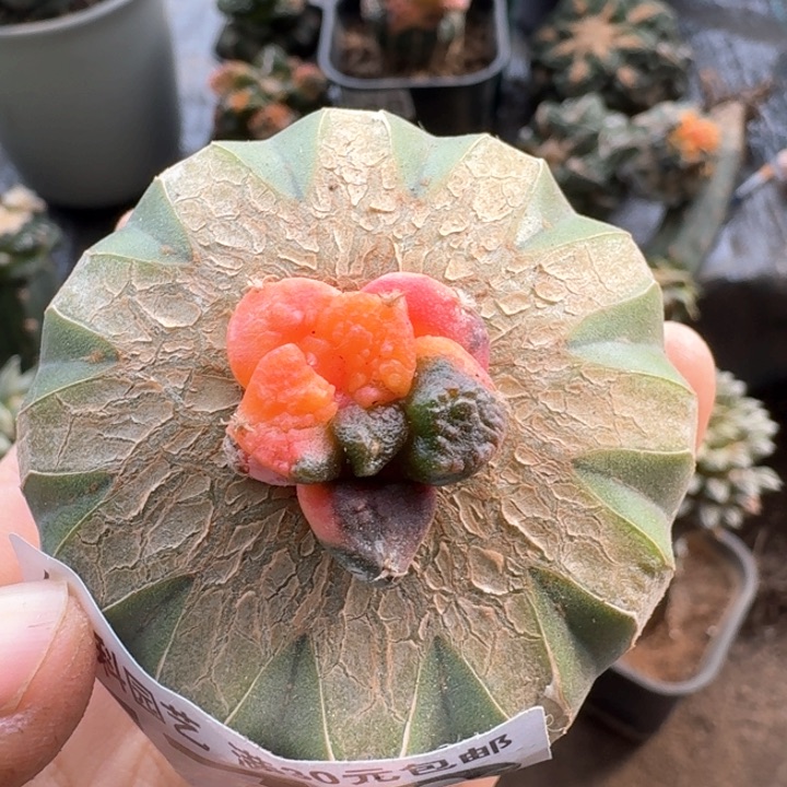 漂770连山花锦仙人球