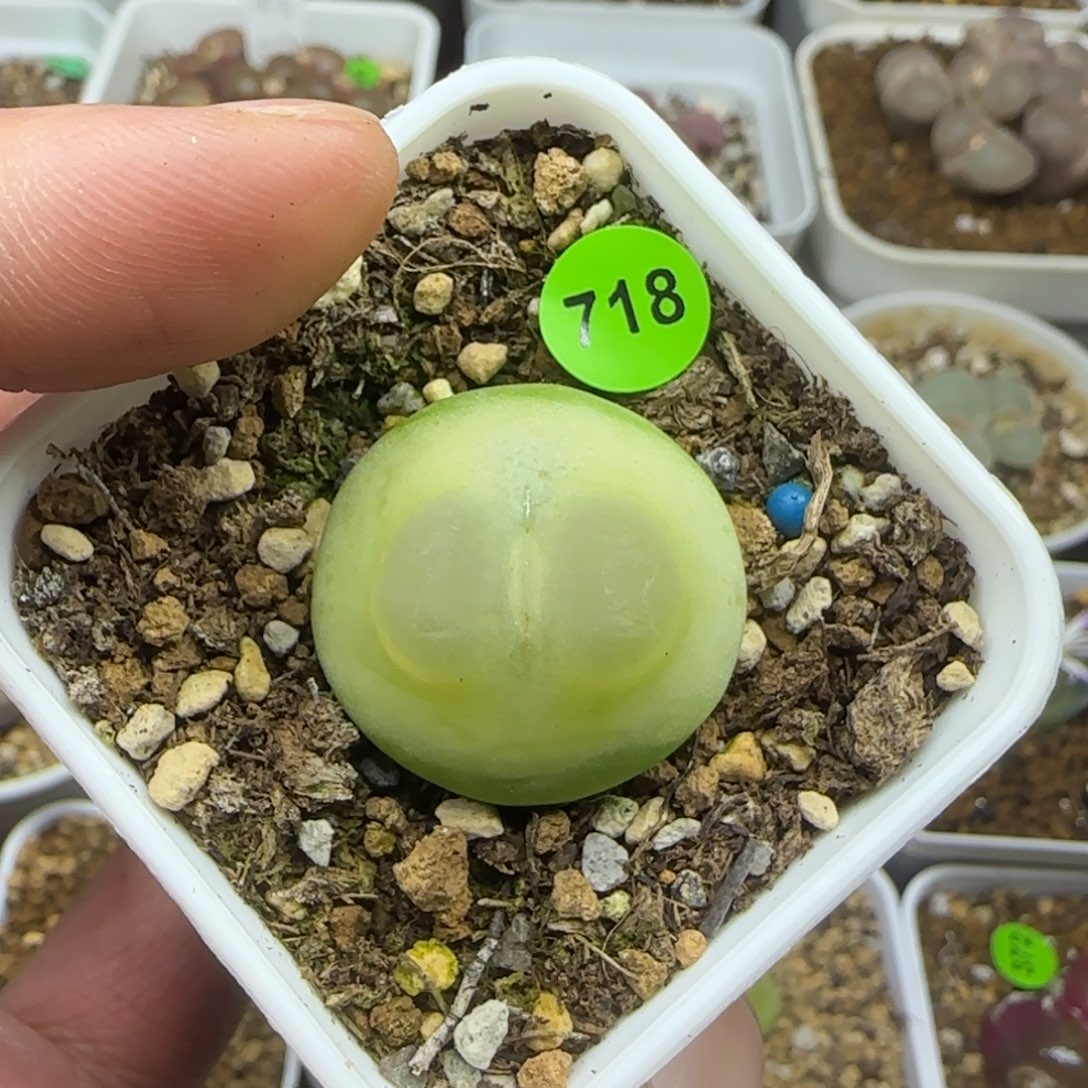 拉登2.5多肉植物718