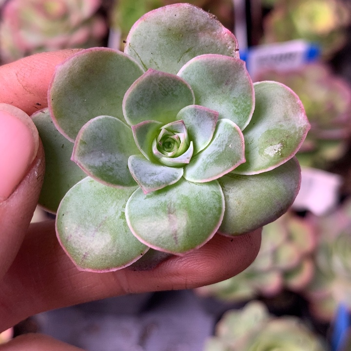 水***！一物一拍天使之翼侧牙