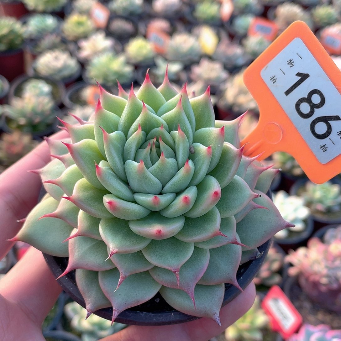 托斯卡186号多肉植物