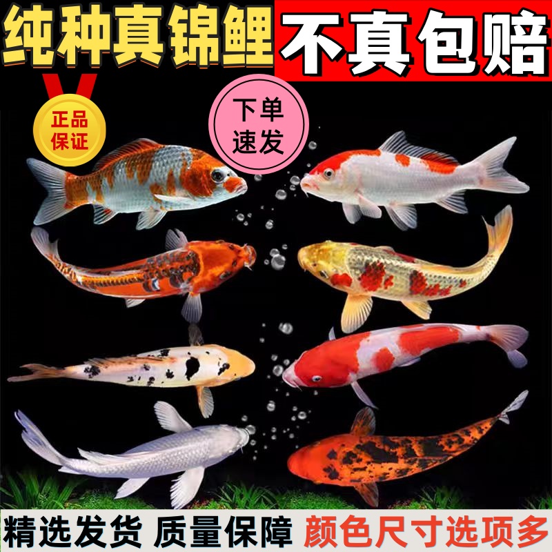 精品高端锦鲤鱼纯种红白冷水观赏鱼黄金好养耐活三色白金招财鱼苗