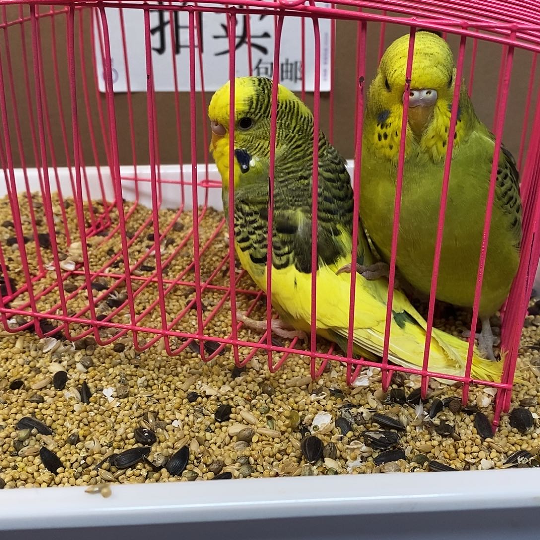 虎皮鹦鹉大头虎皮