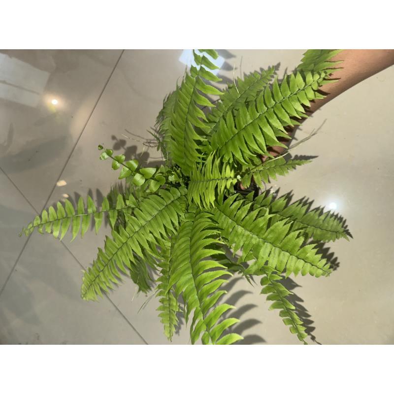 【如意】霸王蕨耐阴好养的蕨类植物盆栽适合室内阳台办公室桌面