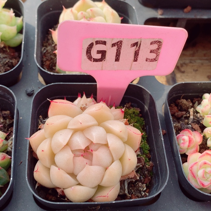 麦秆6cm多肉植物