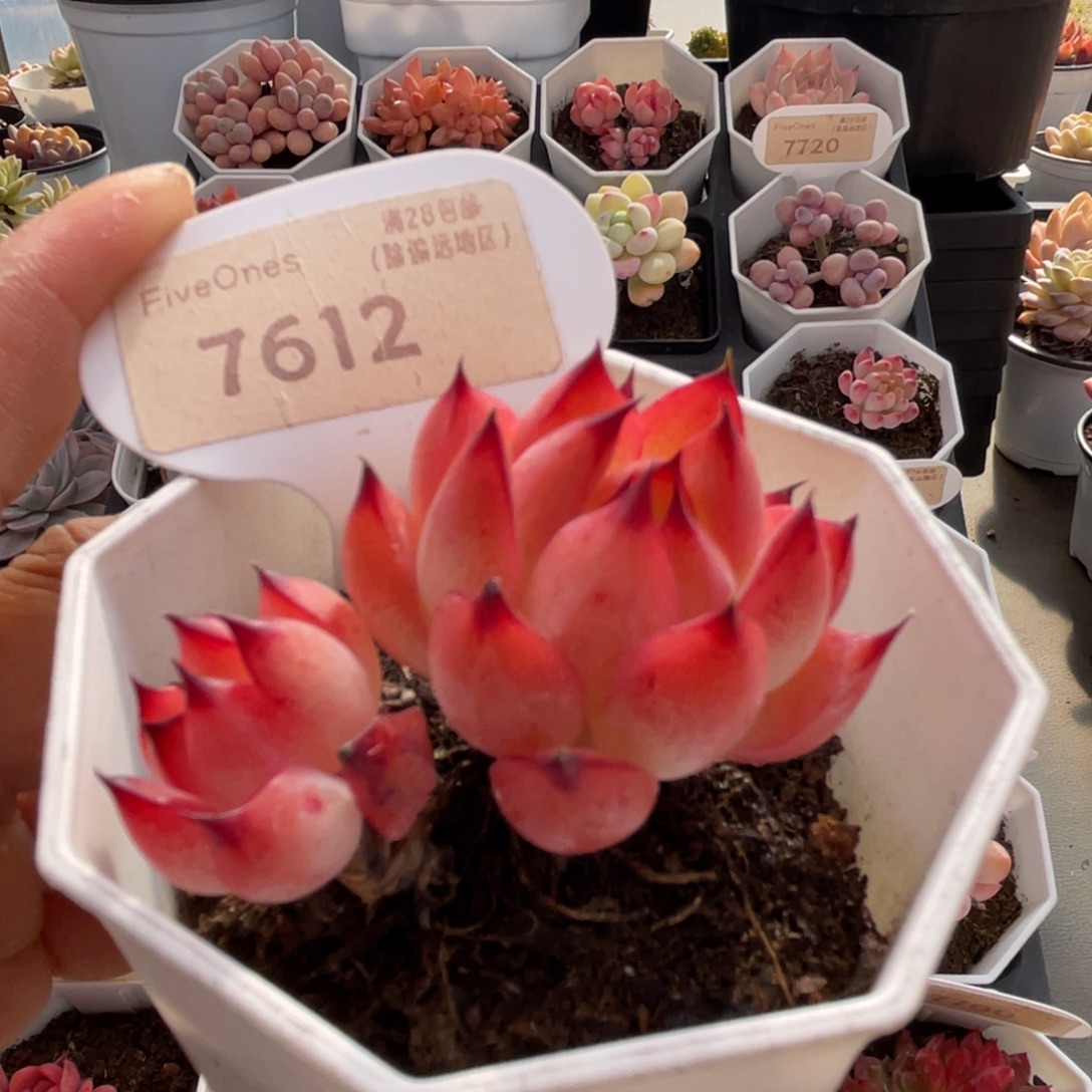 篝火7612-5.0厘米