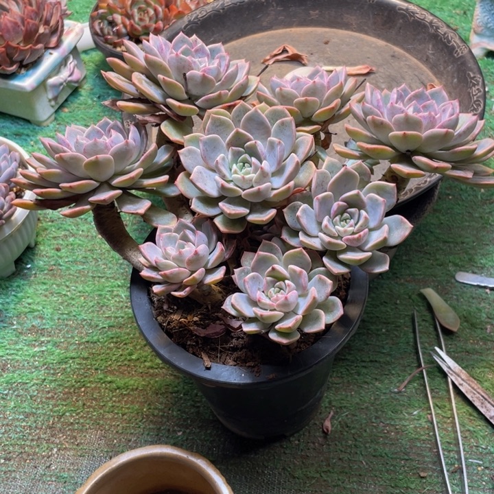 执****红粉佳人一物一拍