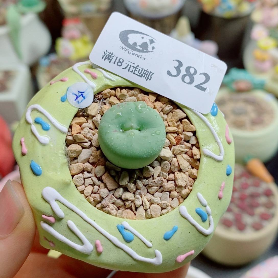生石花花花哈哈哈哈哈哈382
