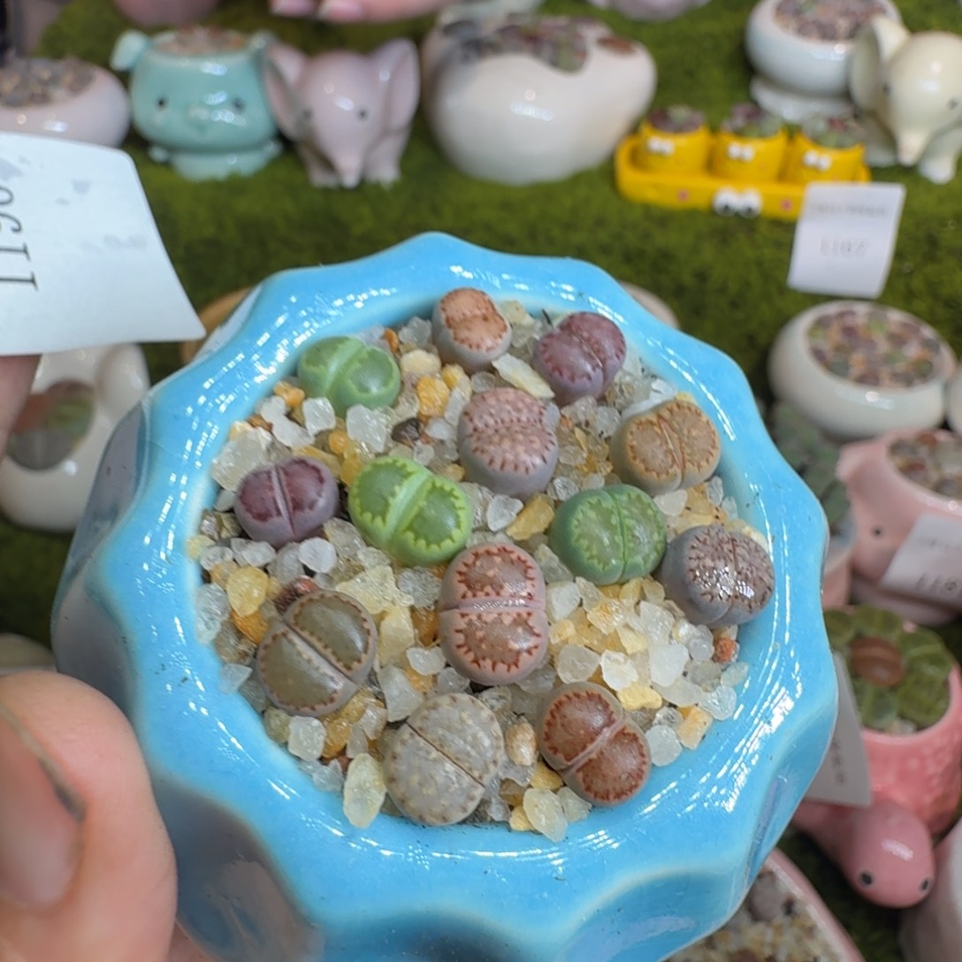 丹***享多肉植物开播福利冲1196