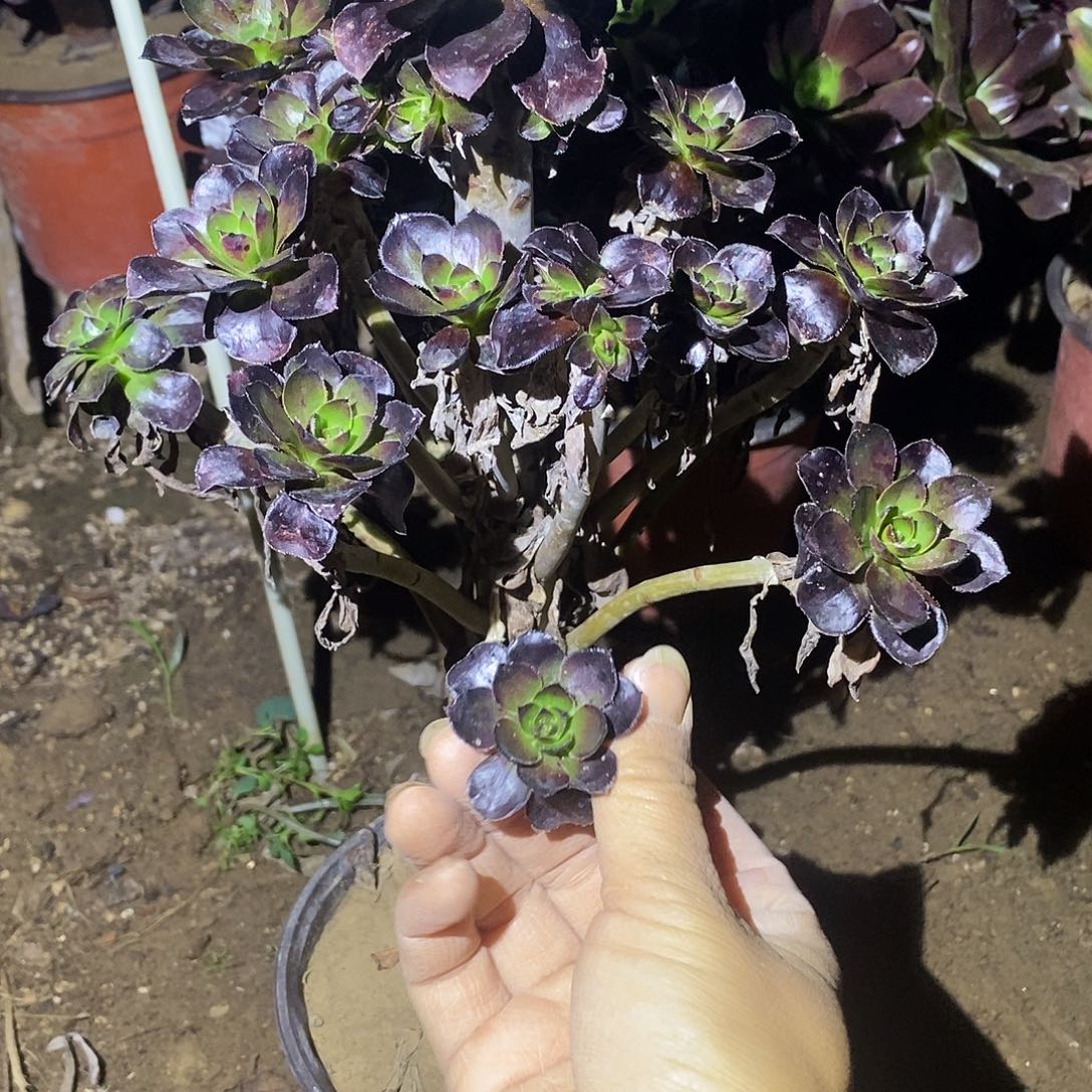 358 多肉植物不包断枝