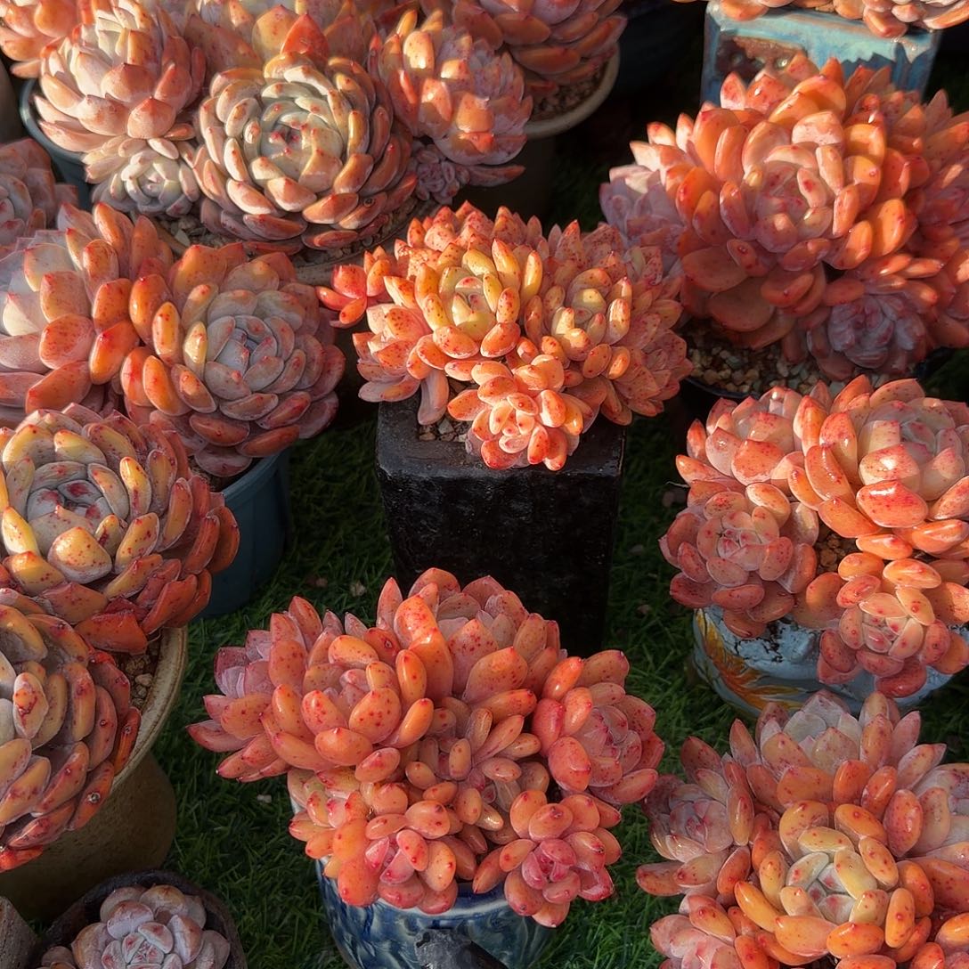 辰***熙橙梦露群生脱土发货