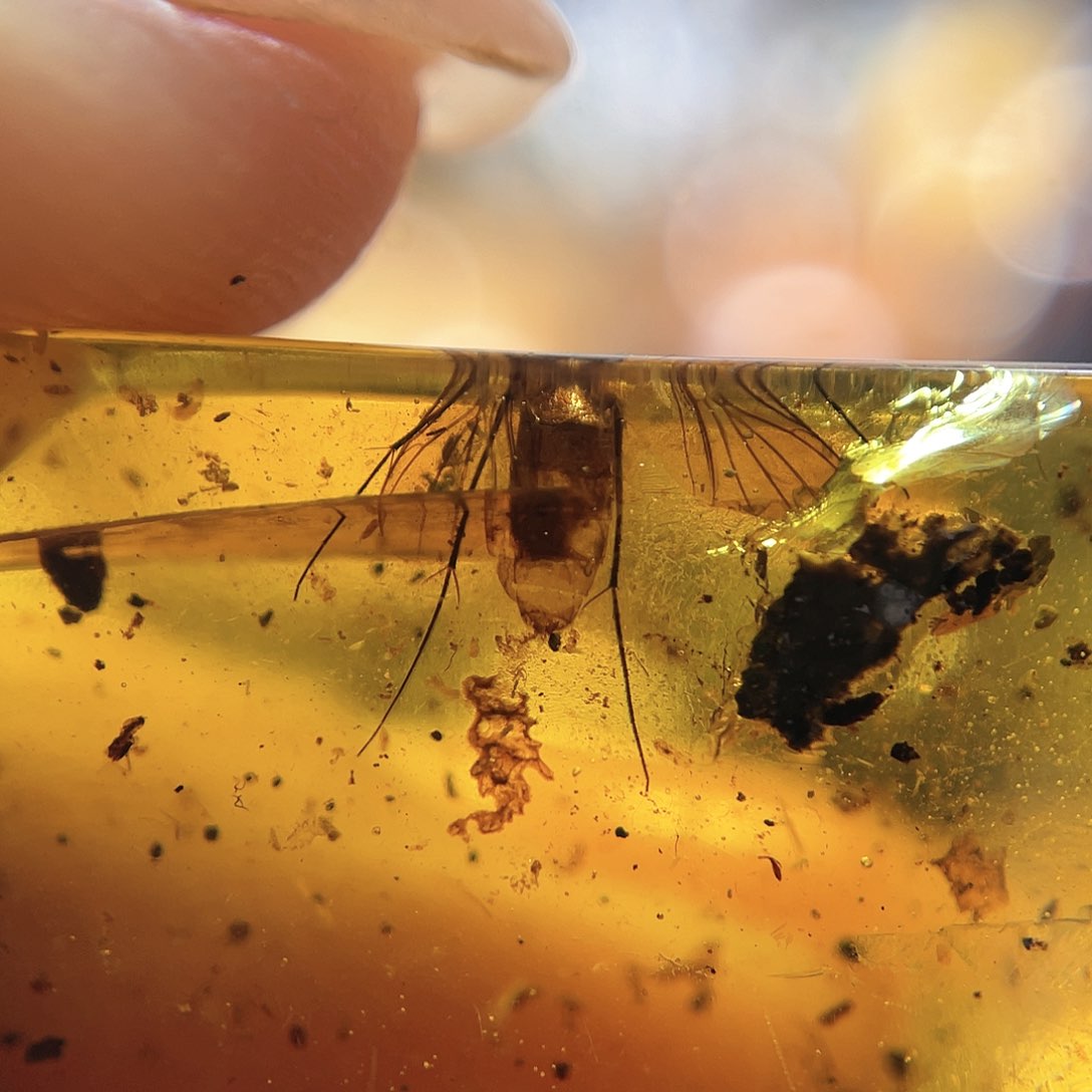 琥珀裸石未镶嵌。