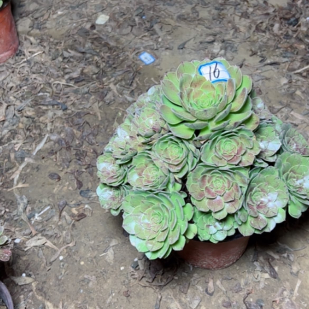 【闪购商品】万拉丝16