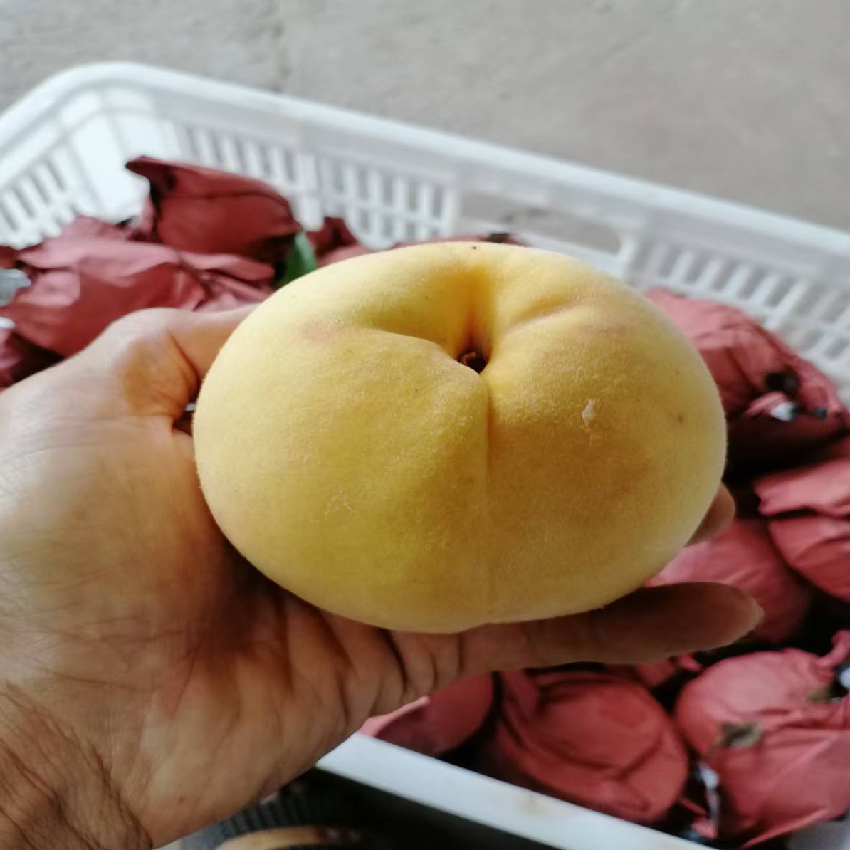（顺丰快递）湖北现摘金秋脆蜜桃脆甜多汁新鲜采摘发货