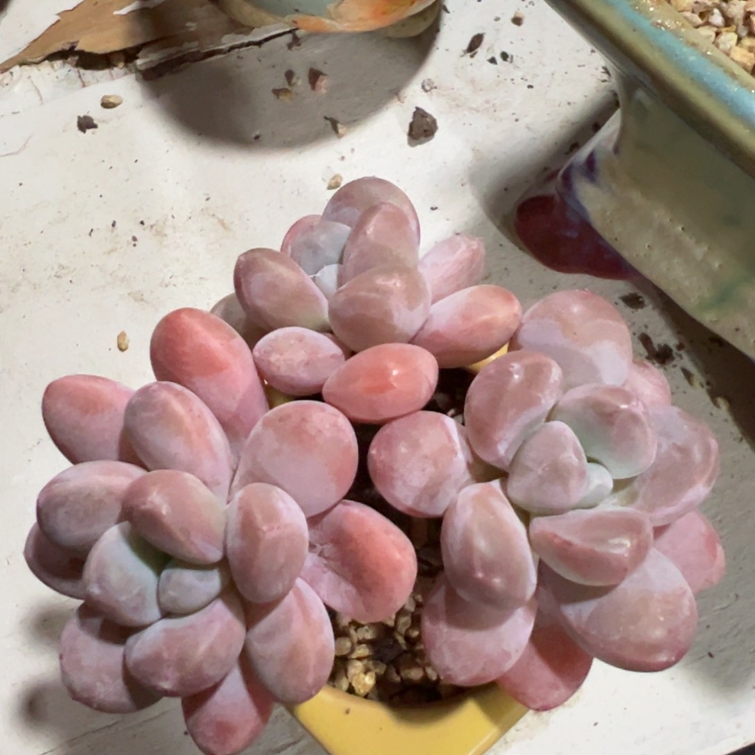 多肉植物一物一拍