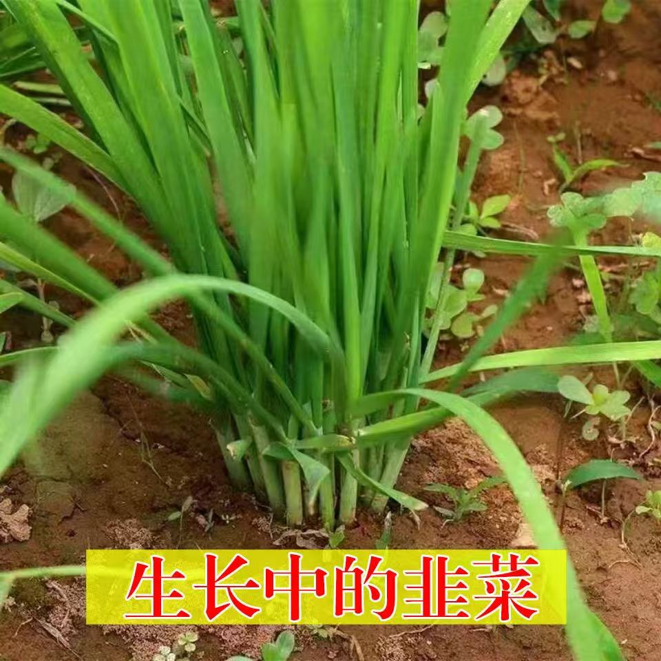 头茬春季新韭菜根新鲜香小叶韭菜根易活阳台庭院绿植盆栽当年新苗