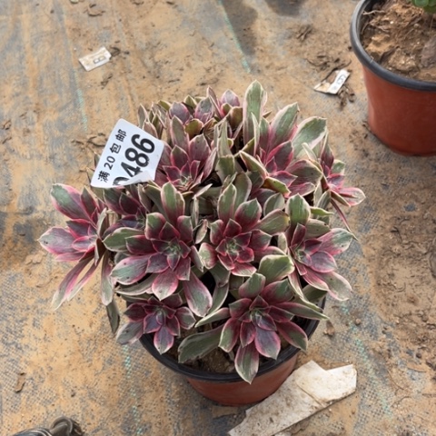 486浣纱不包断枝