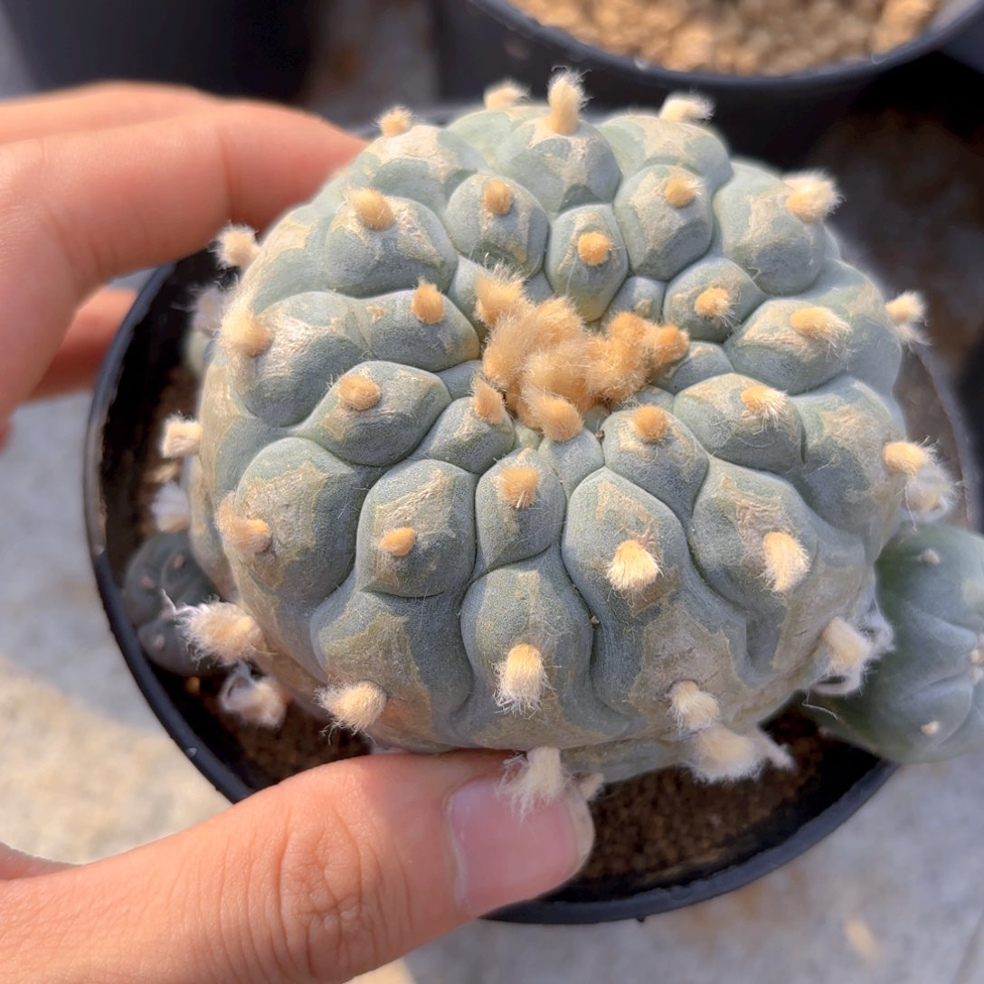 G49g g g g g g g g g