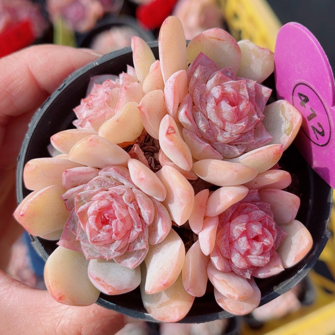 412号小老桩玉凝群