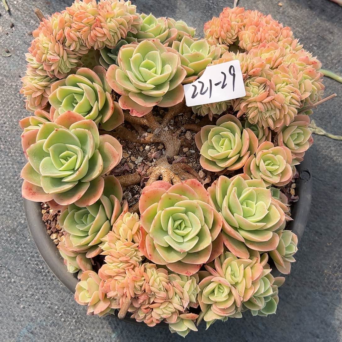 221-29星娜塔缀多肉