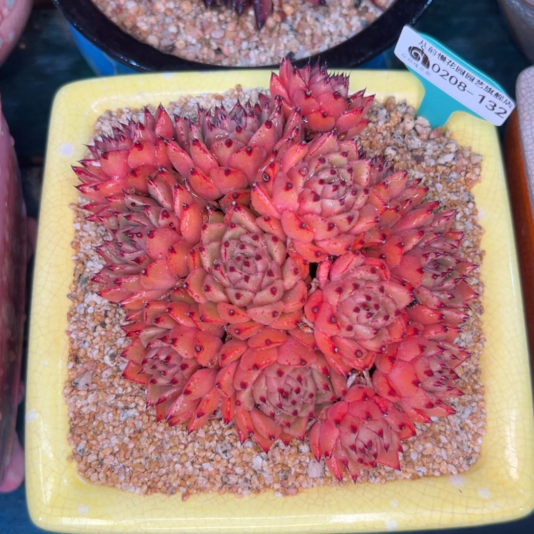 多肉一物一拍编号0208-132