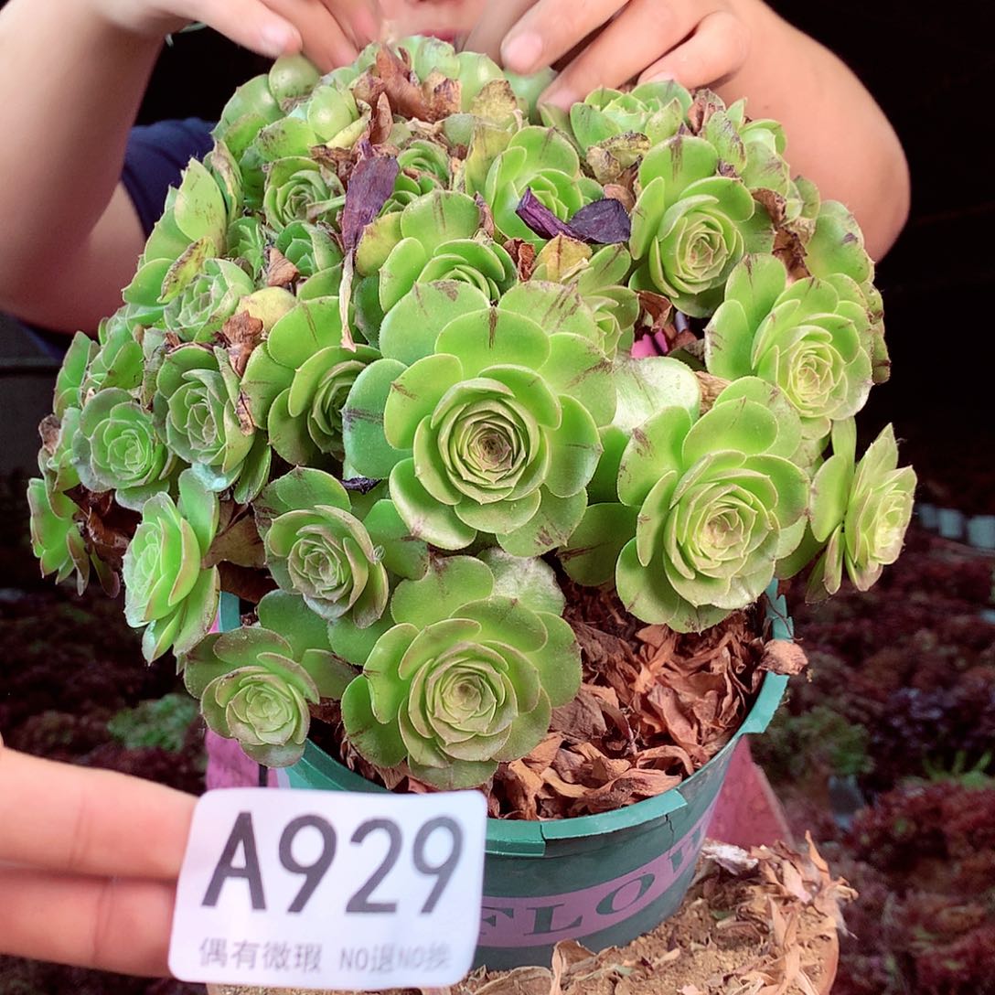 无花朵柒哥多肉法师不包侧断枝929